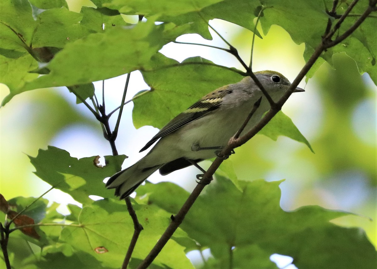 Chestnut-sided Warbler - ML366917811