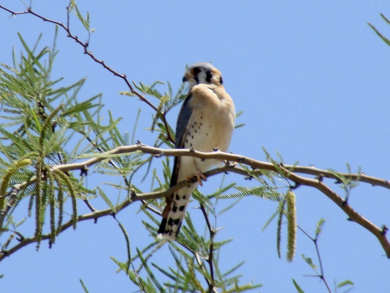 American Kestrel - David Marjamaa