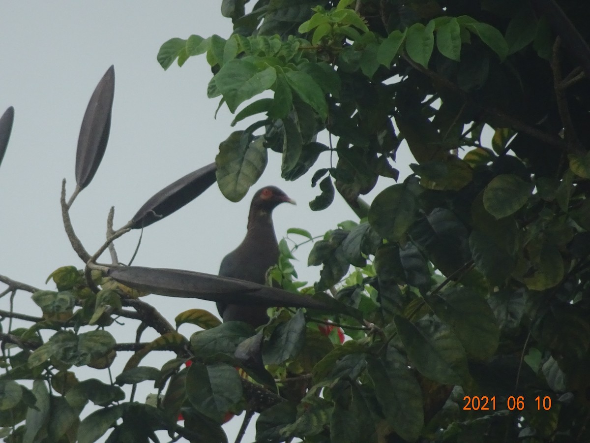 Scaly-naped Pigeon - ML366920501