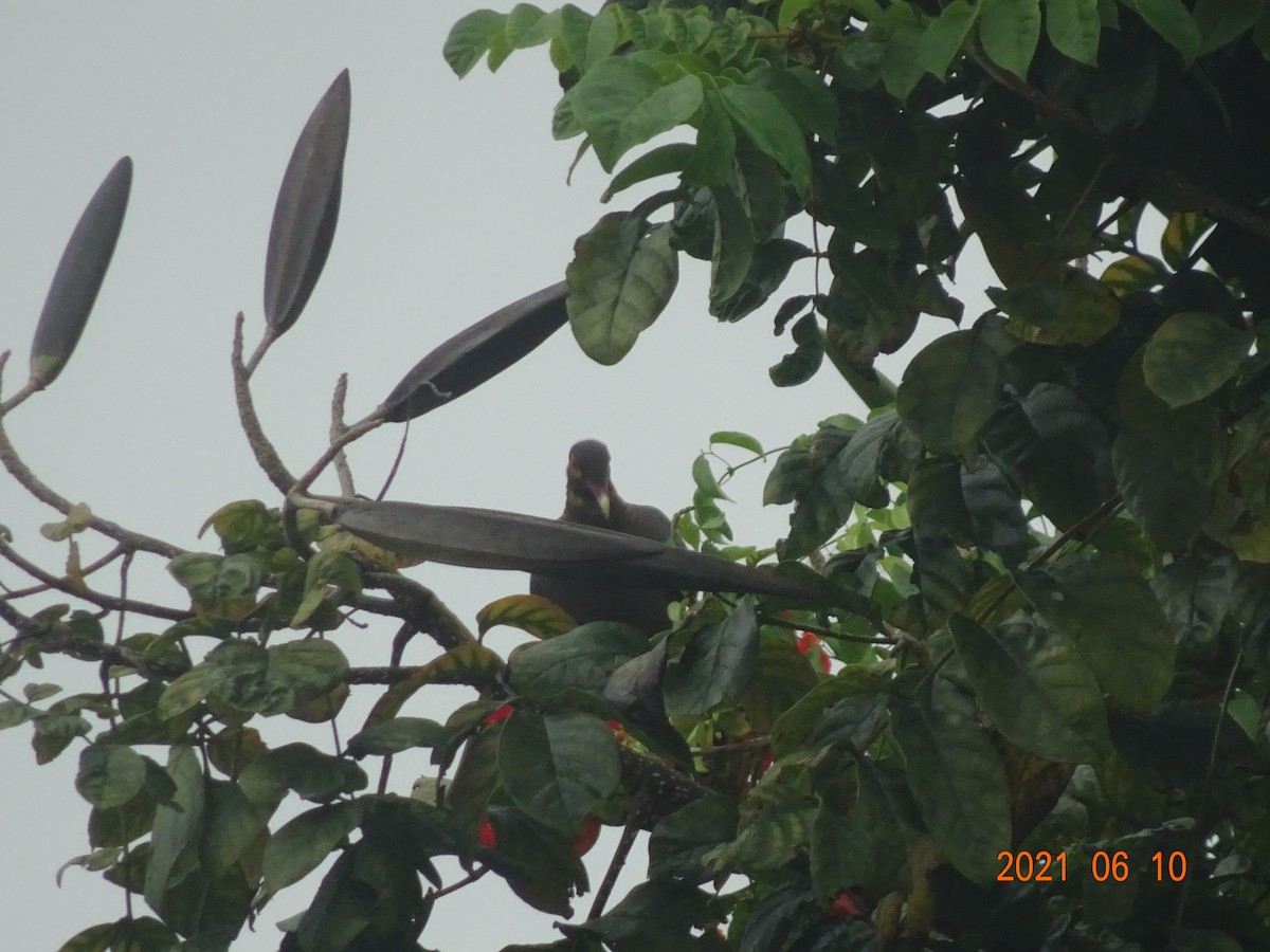Scaly-naped Pigeon - ML366921031