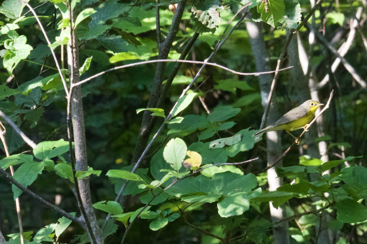 Canada Warbler - Ruth Wittersgreen