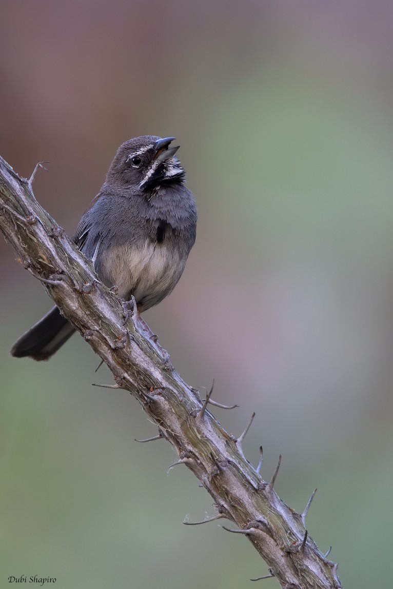 Five-striped Sparrow - ML366923191