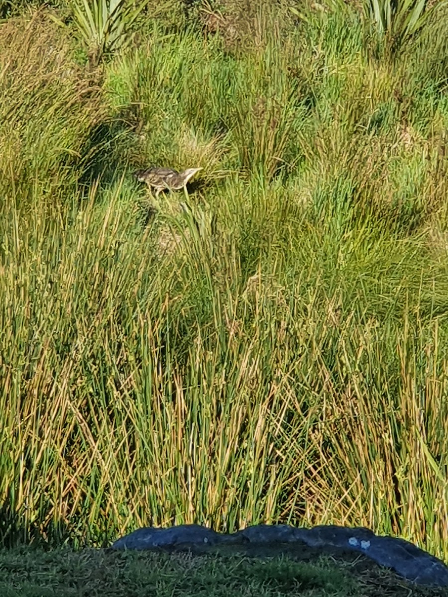 Australasian Bittern - ML366923551