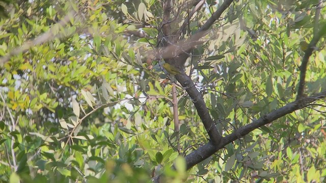 סבכון צהוב/סבכון מנגרובים - ML366923791