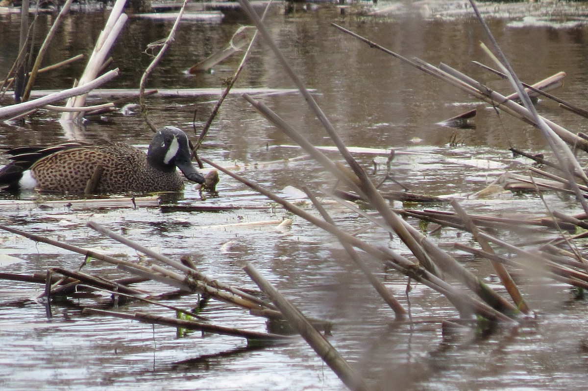 Blue-winged Teal - ML366924721