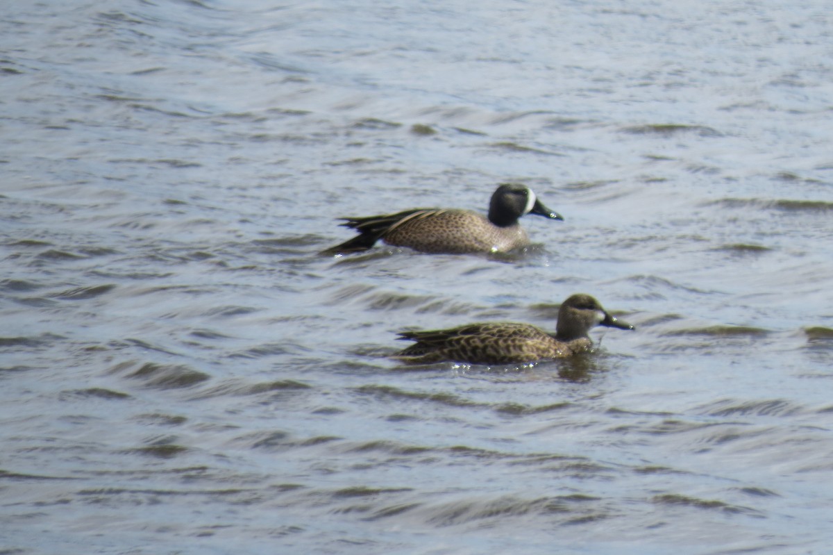 Blue-winged Teal - ML366924771