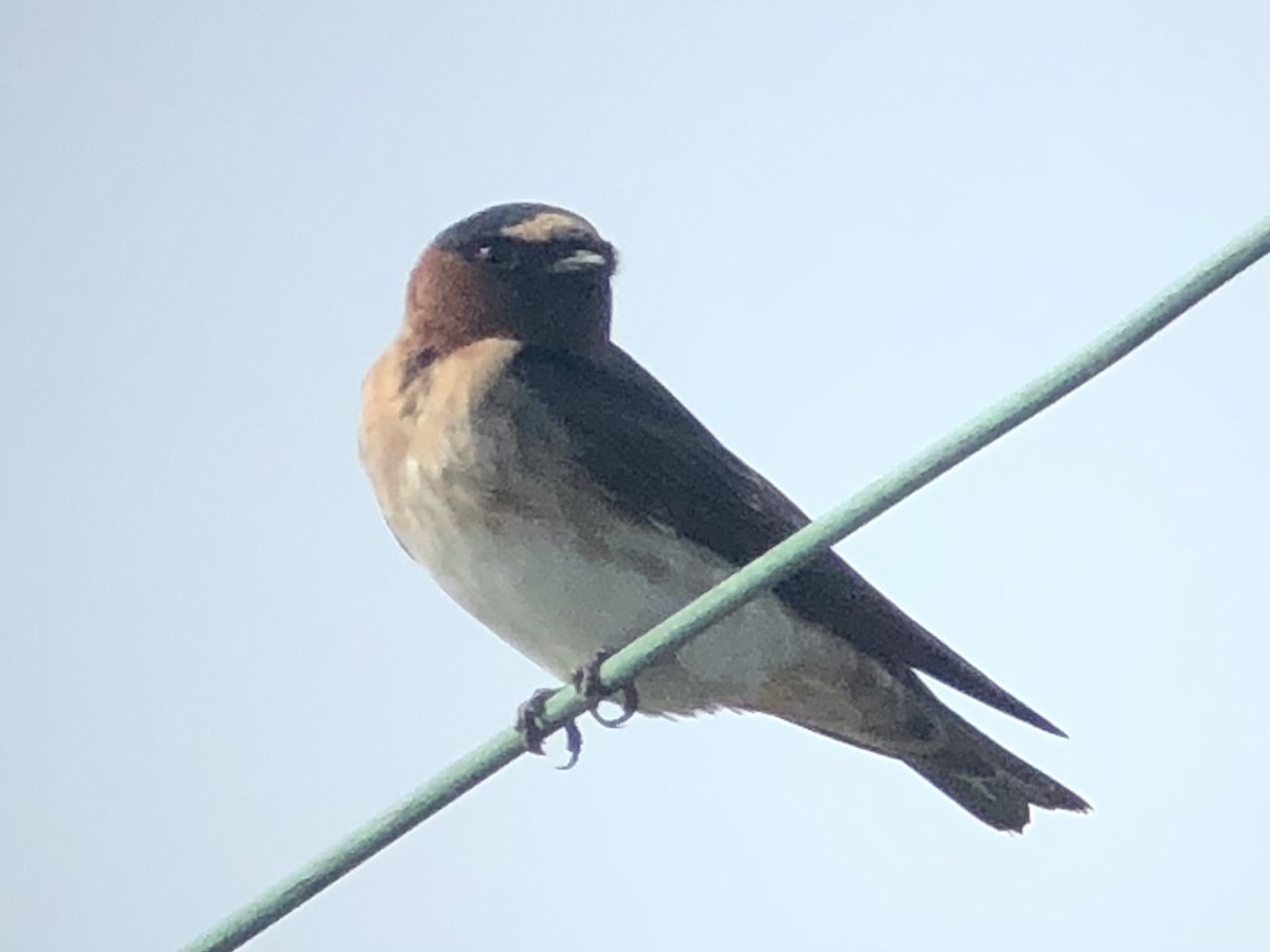 Cliff Swallow - ML366925431