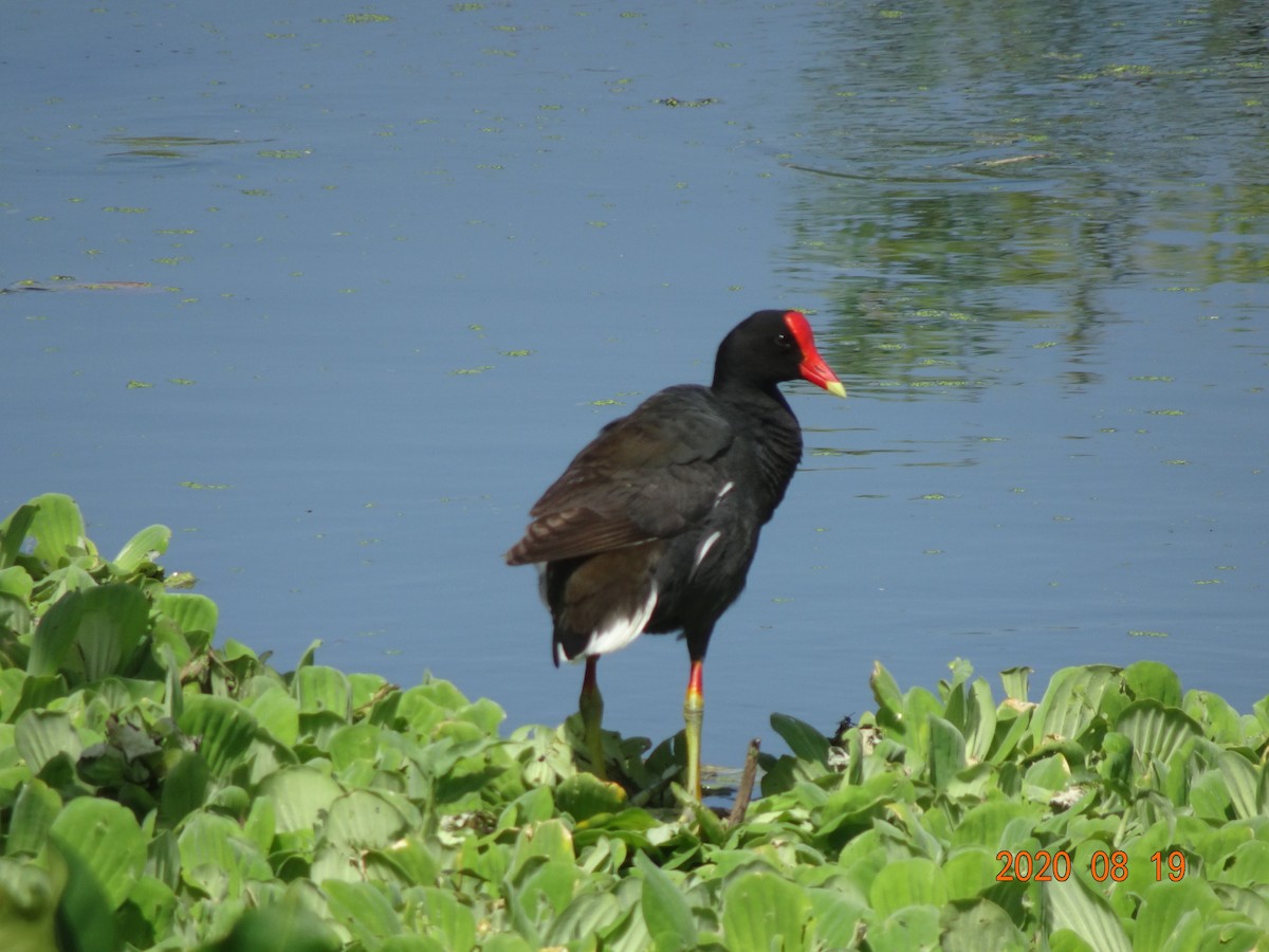 Common Gallinule - ML366926731