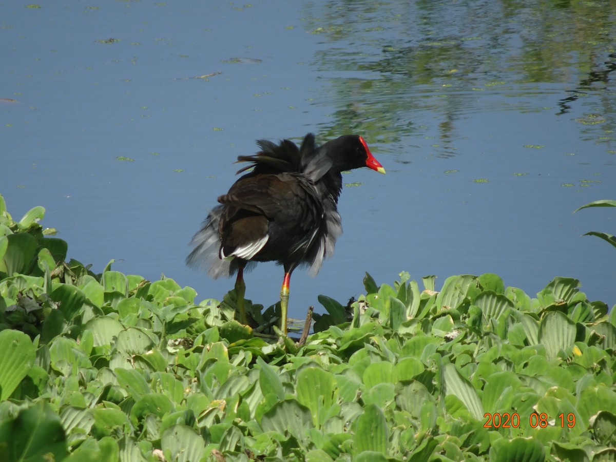 Common Gallinule - ML366926901