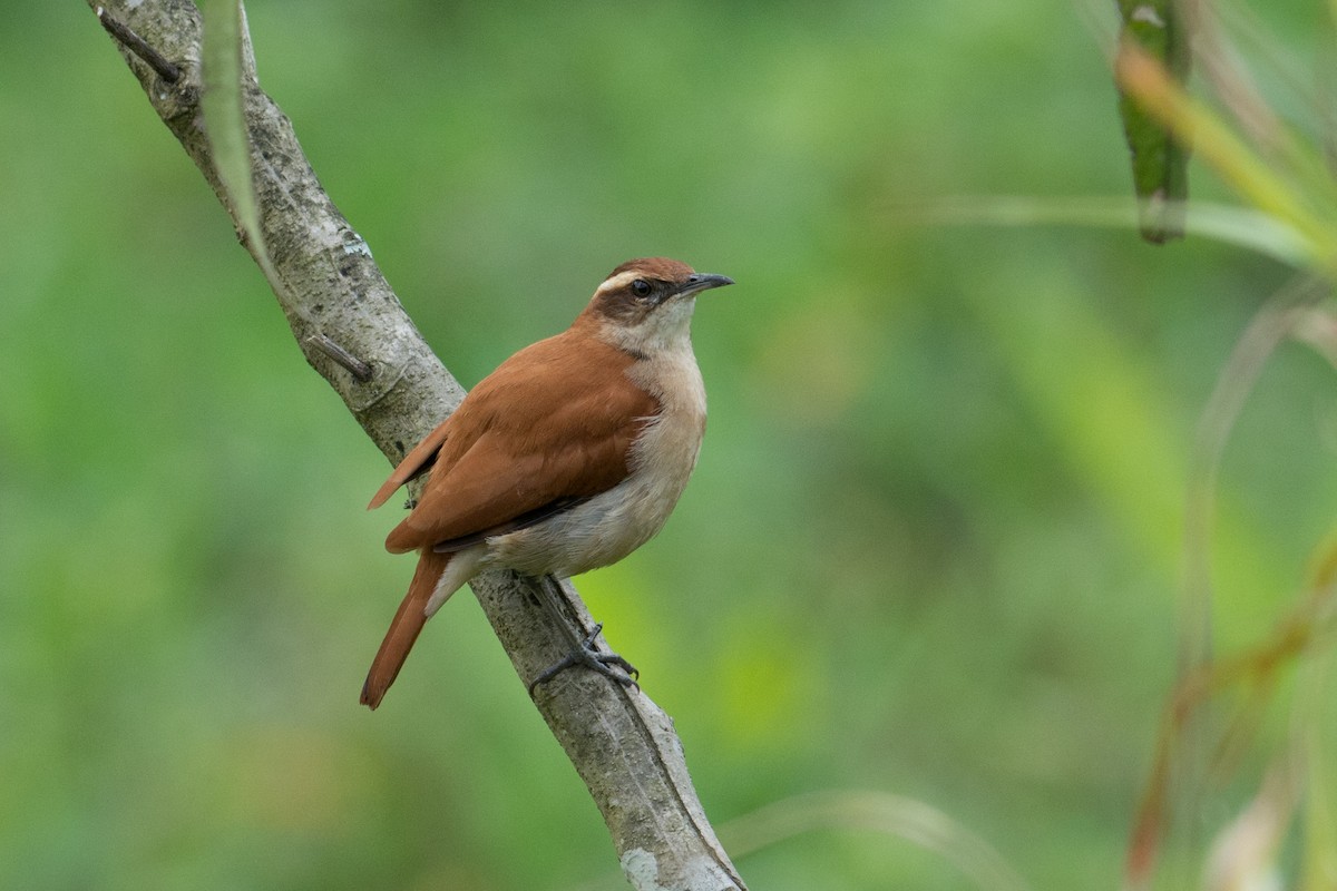 Wing-banded Hornero - Hudson - BirdsRio