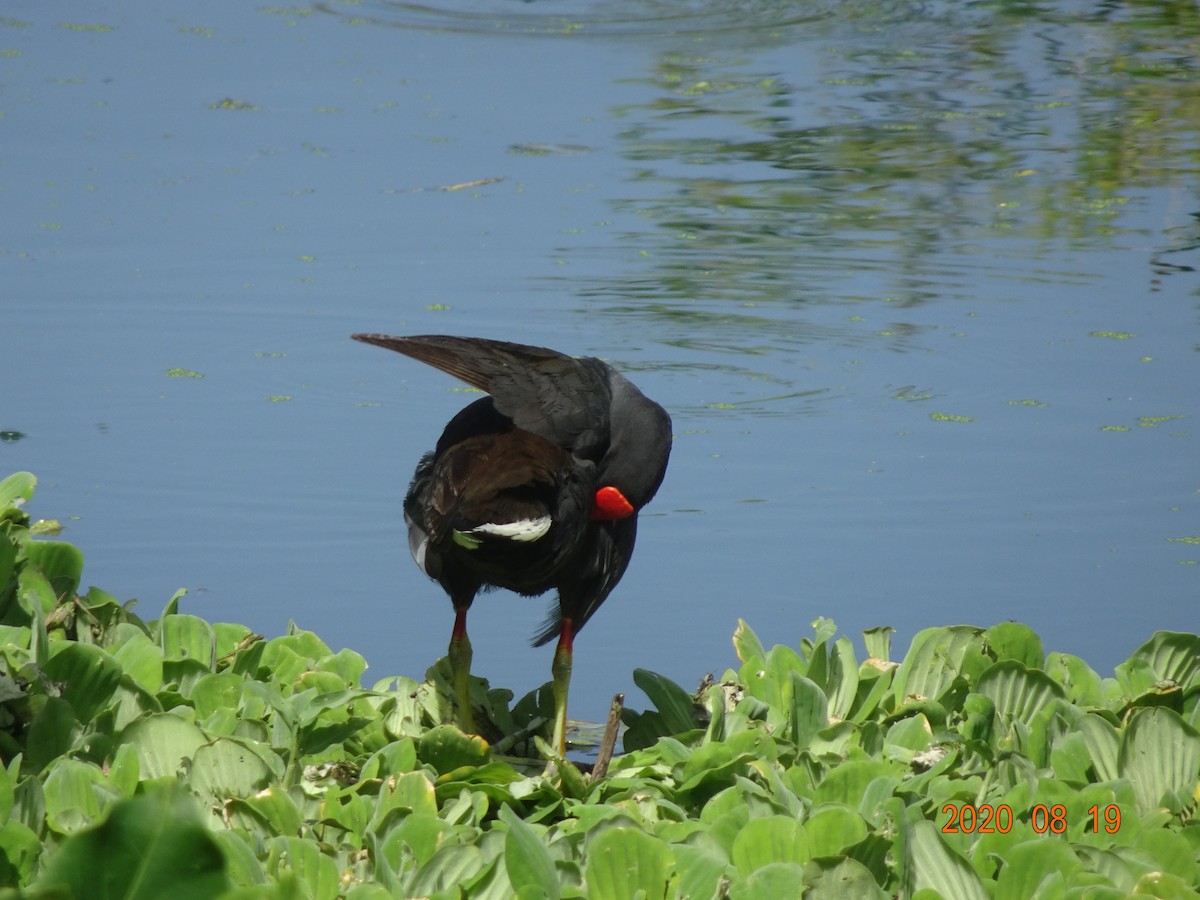 Common Gallinule - ML366926911