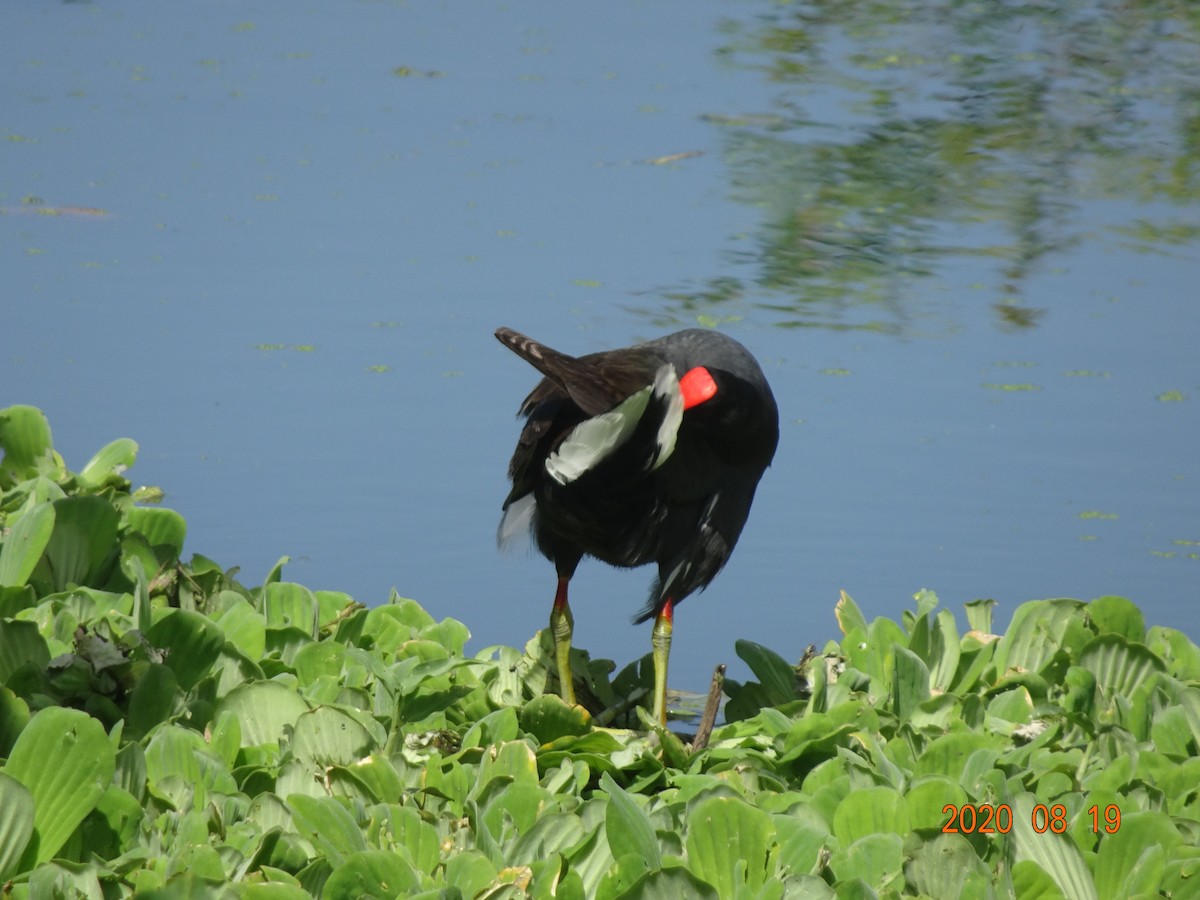 Common Gallinule - ML366926921