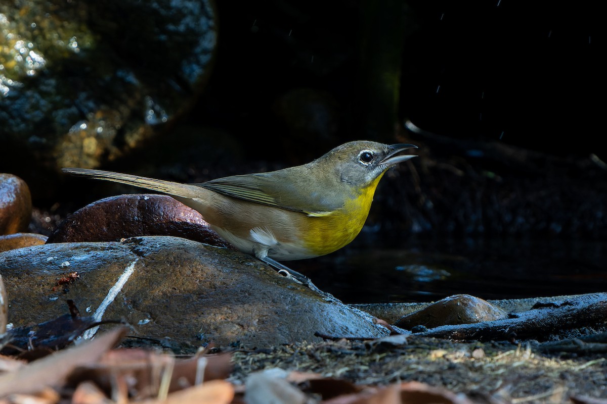 Yellow-breasted Chat - Andrew Newmark