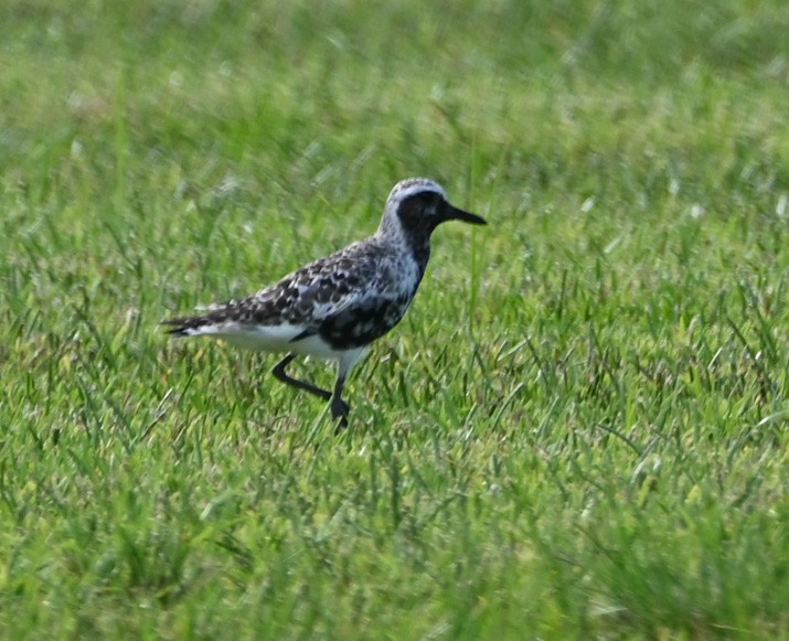 Black-bellied Plover - ML366927951