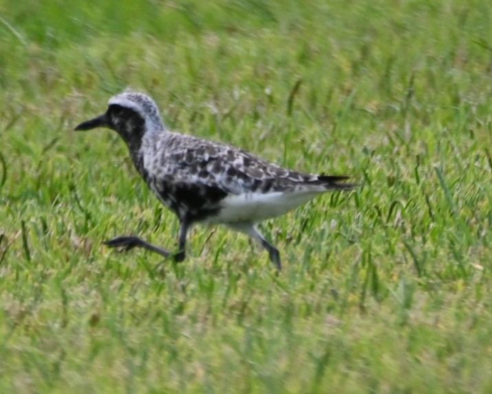 Black-bellied Plover - ML366928011