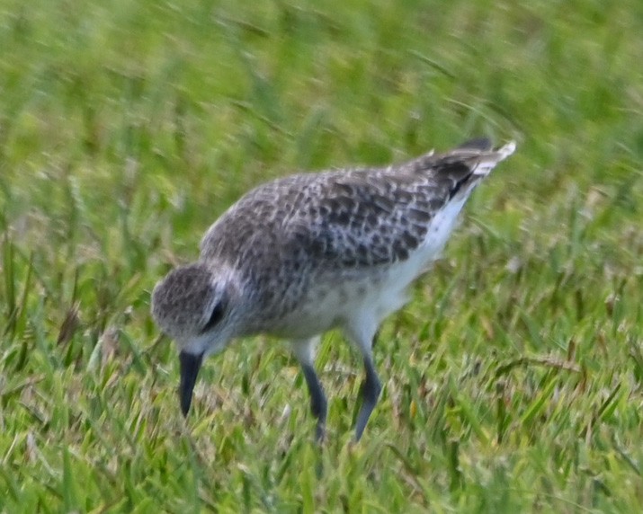 Black-bellied Plover - Paula Gatrell