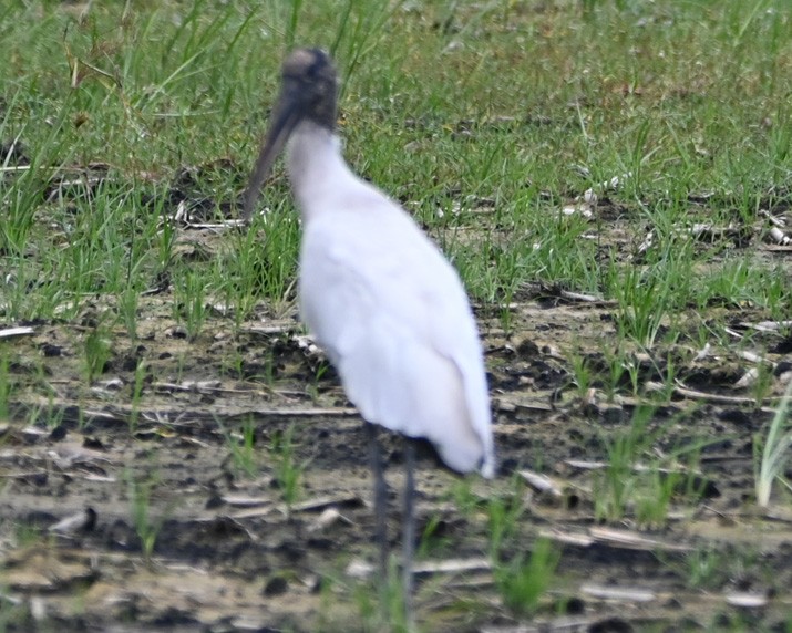 Wood Stork - Paula Gatrell