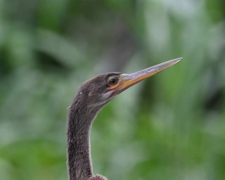 Anhinga d'Amérique - ML366928151