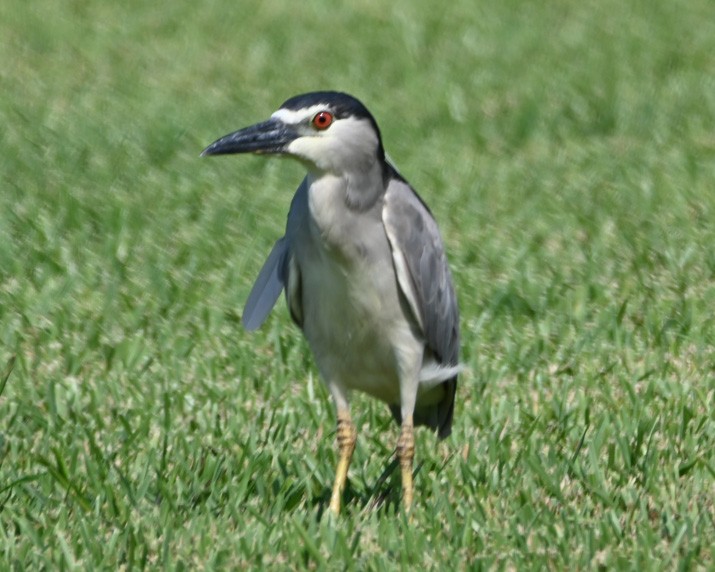 Black-crowned Night Heron - Paula Gatrell