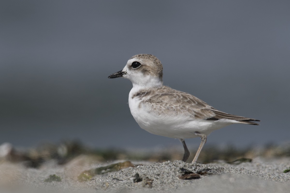 Snowy Plover - Neil Pankey