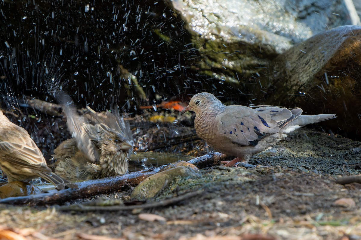 Common Ground Dove - Andrew Newmark