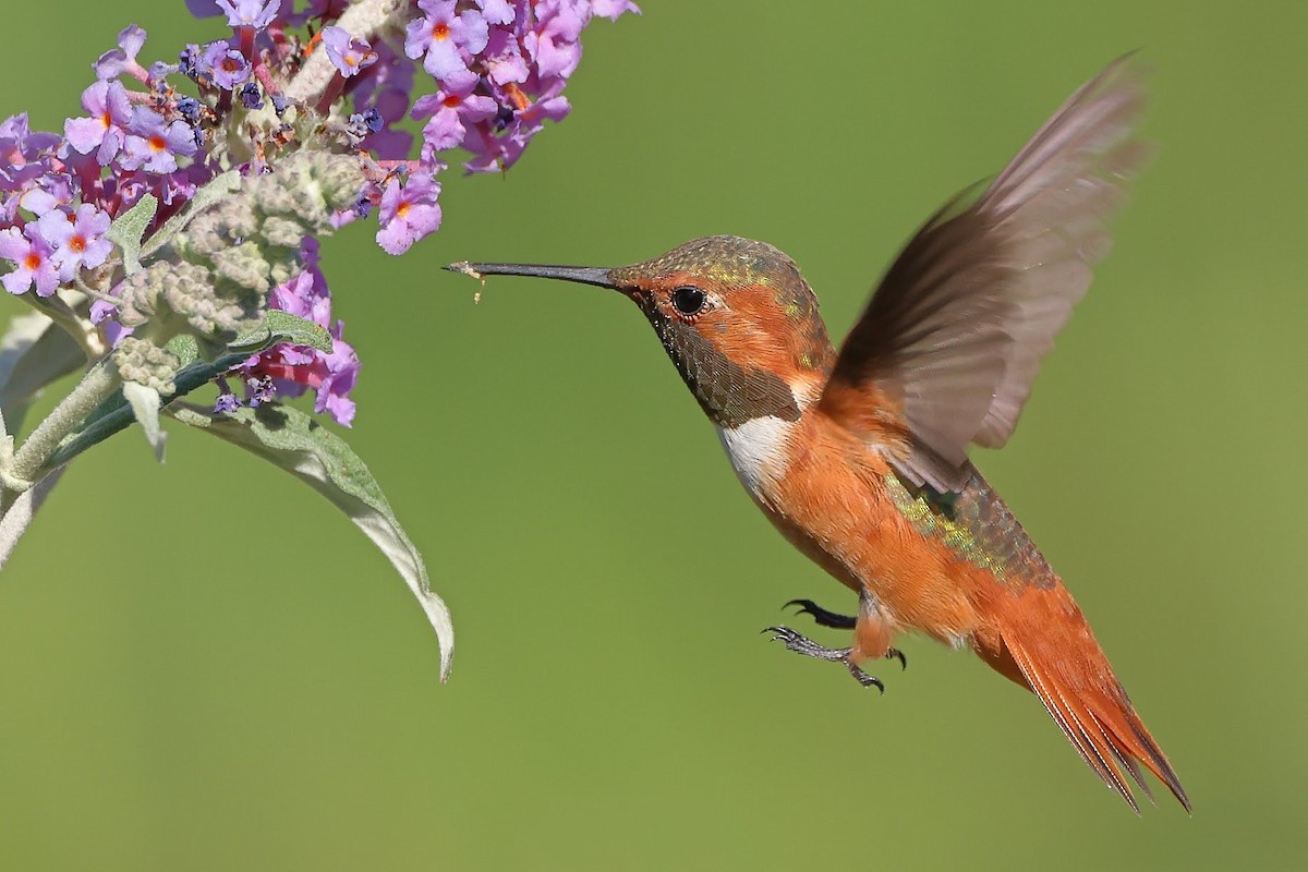 Allen's Hummingbird - ML366930691