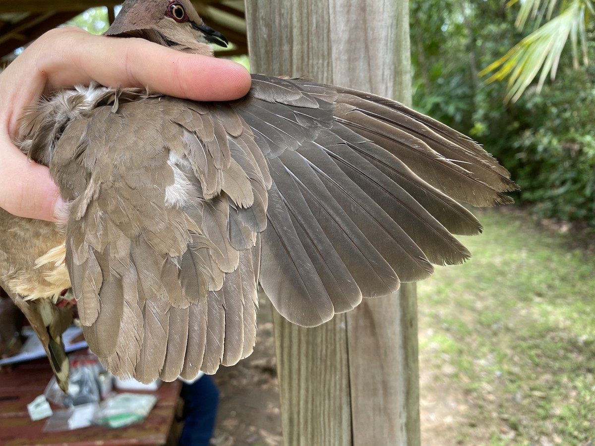 White-tipped Dove - ML366930711