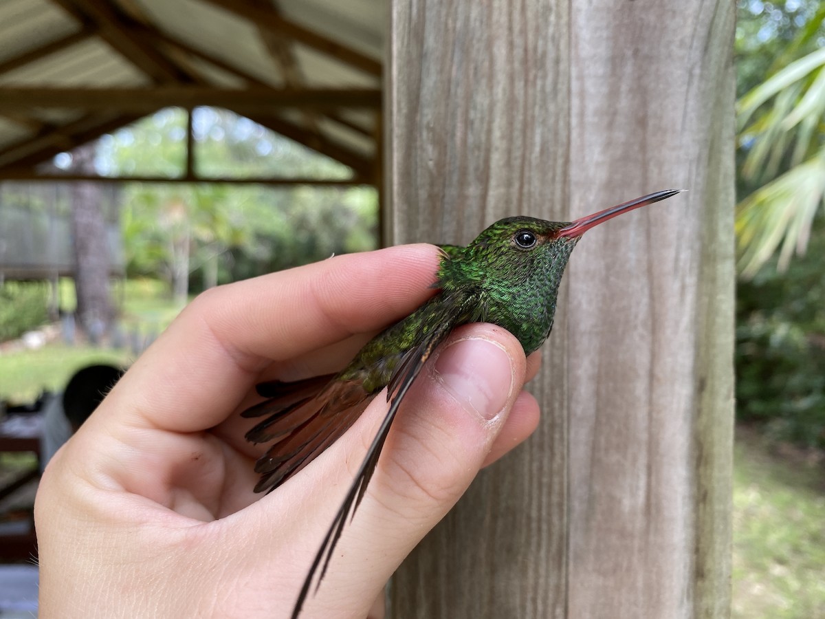 Rufous-tailed Hummingbird - ML366930811