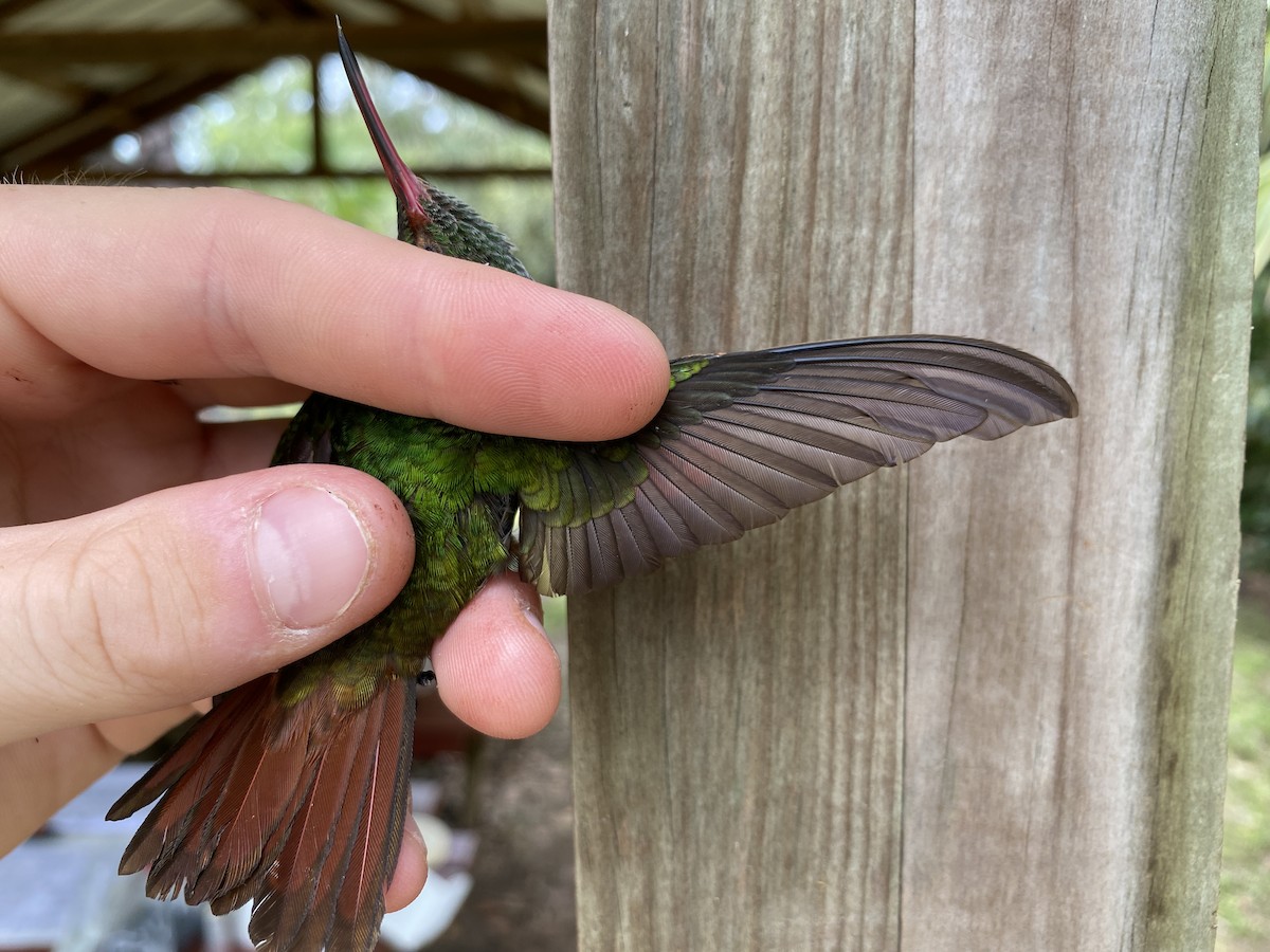 Rufous-tailed Hummingbird - ML366930851