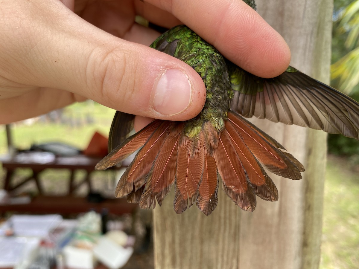 Rufous-tailed Hummingbird - ML366930861