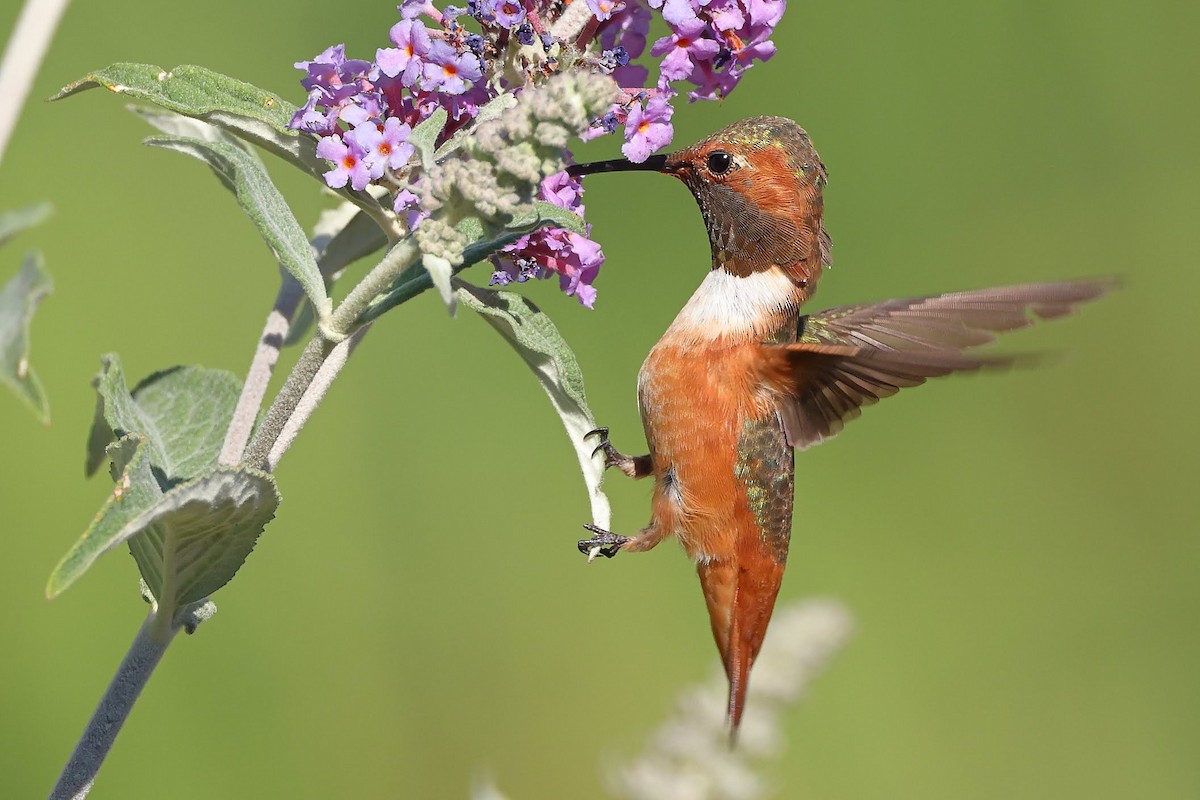 Allen's Hummingbird - Keith Leland