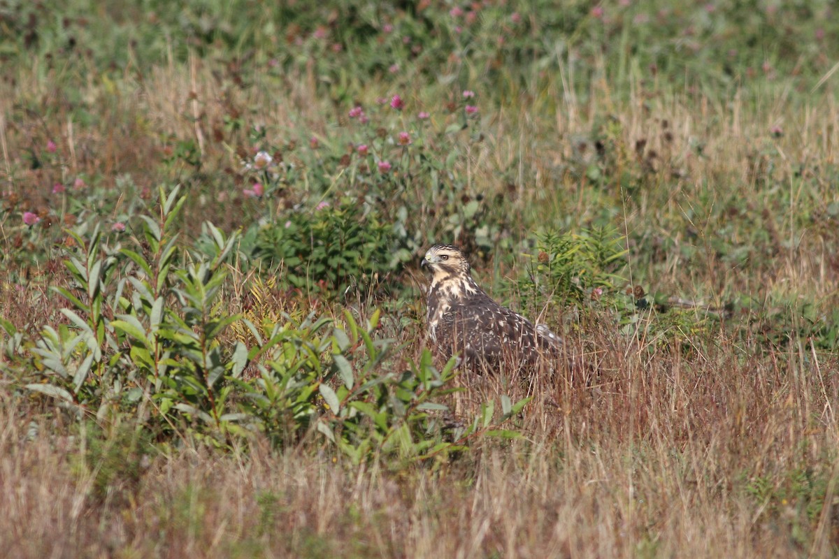 Swainson's Hawk - ML36693131