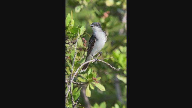 Eastern Kingbird - ML366931401