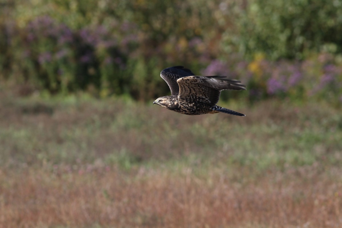 Swainson's Hawk - ML36693141