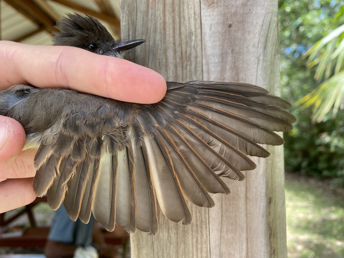 Dusky-capped Flycatcher - ML366931441