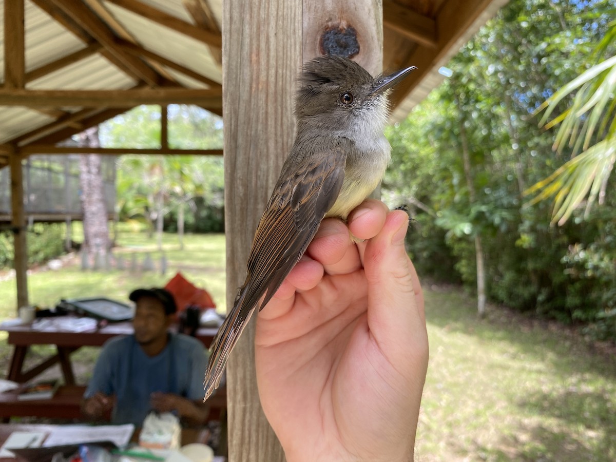 Dusky-capped Flycatcher - ML366931471