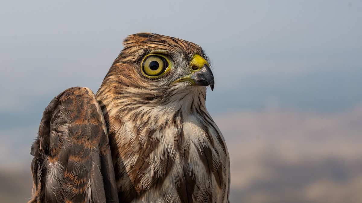 Sharp-shinned Hawk - Mason Maron