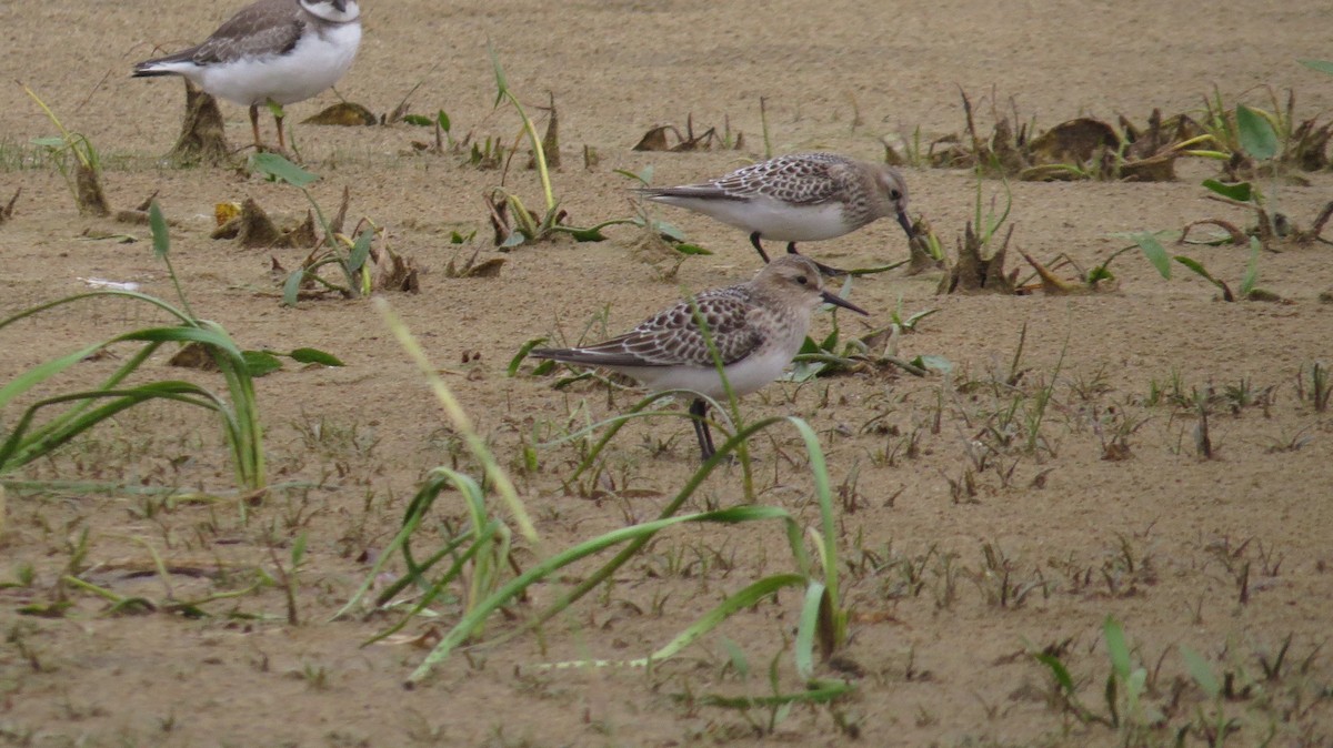 Baird's Sandpiper - Céline Maurice