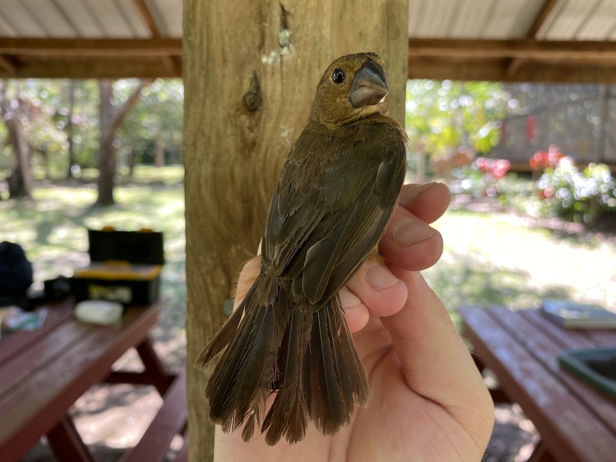 Thick-billed Seed-Finch - ML366937651