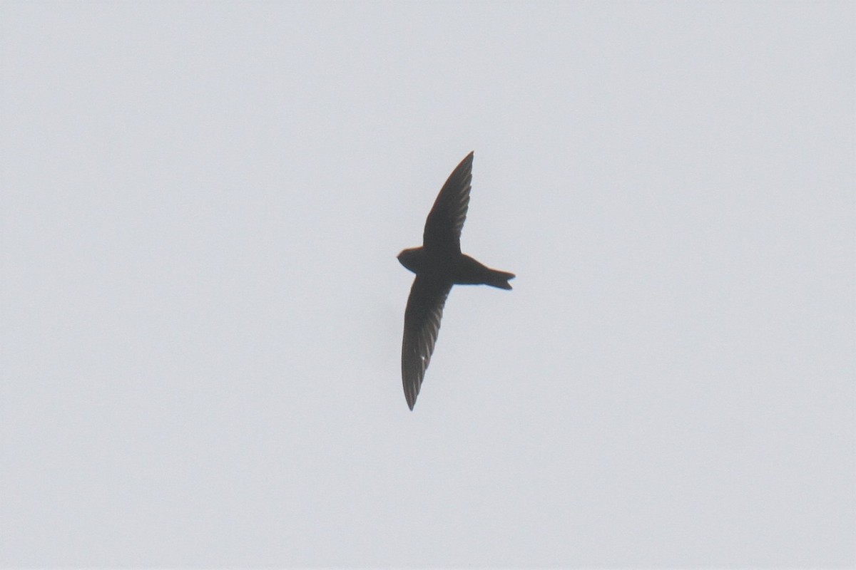 Black Swift - ML366938411