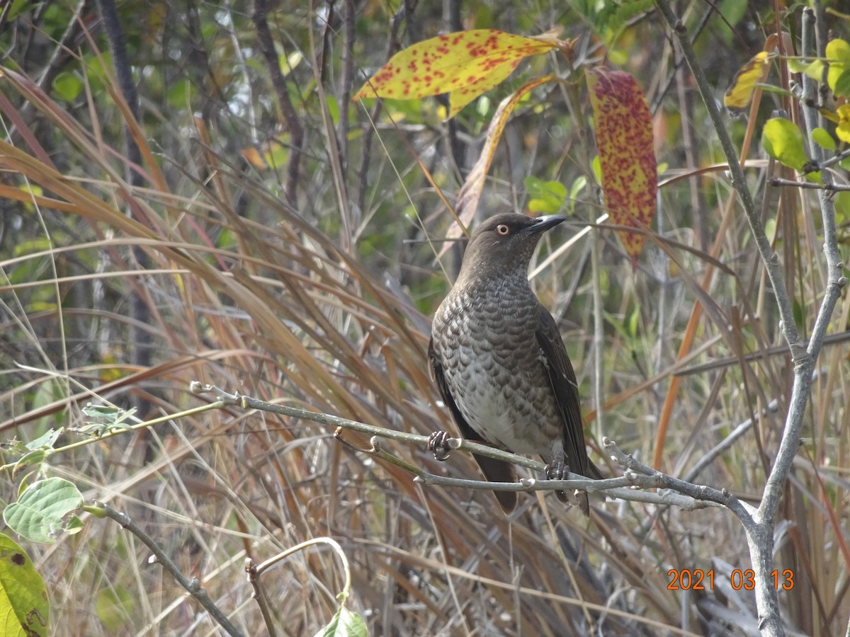 Scaly-breasted Thrasher - ML366938561