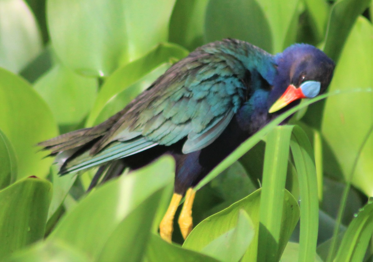 Purple Gallinule - Nestor Herrera