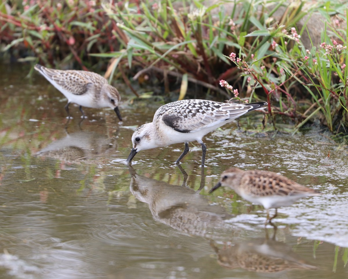 Sanderling - Maria Pacheco