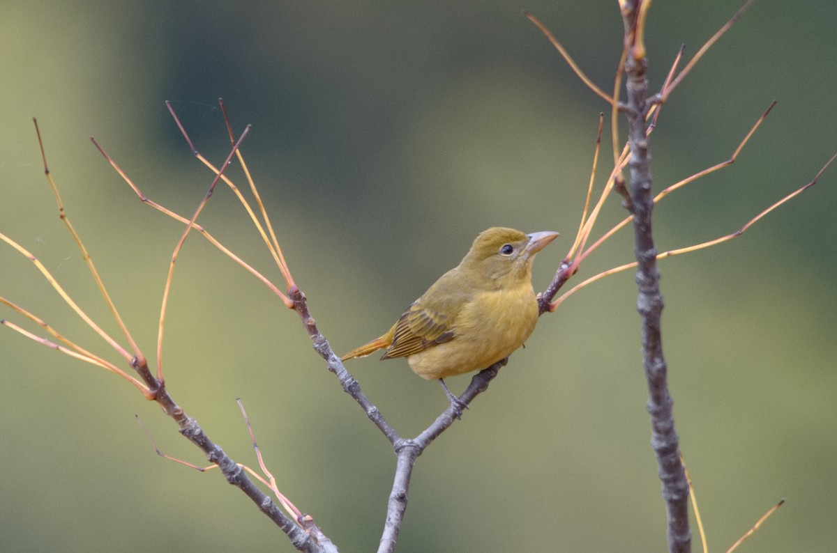 Summer Tanager - James Petersen