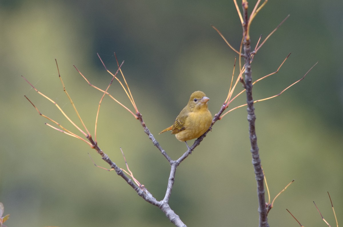 Summer Tanager - James Petersen