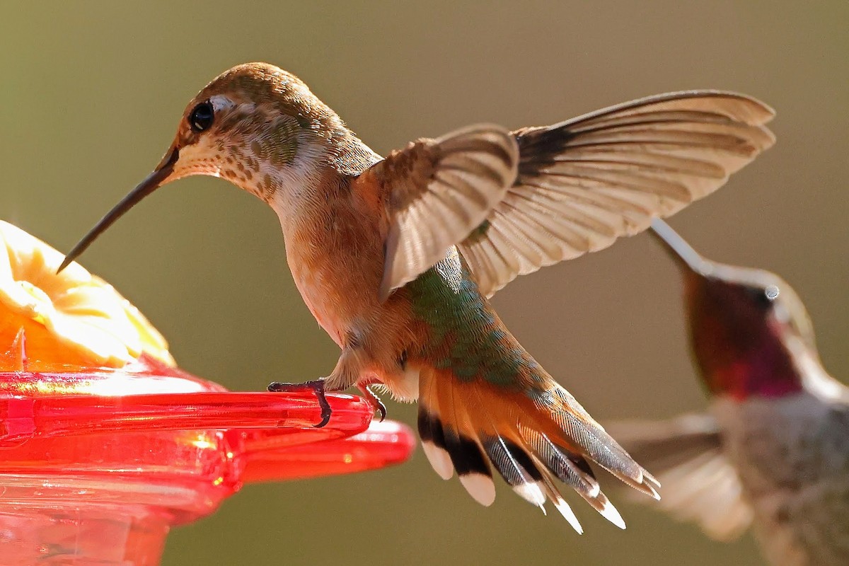 Colibrí de Allen - ML366944341