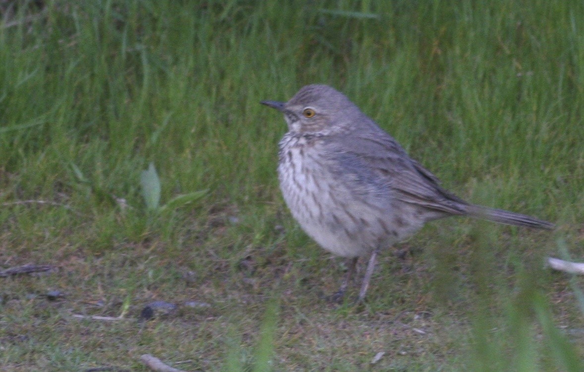 Sage Thrasher - ML366944981