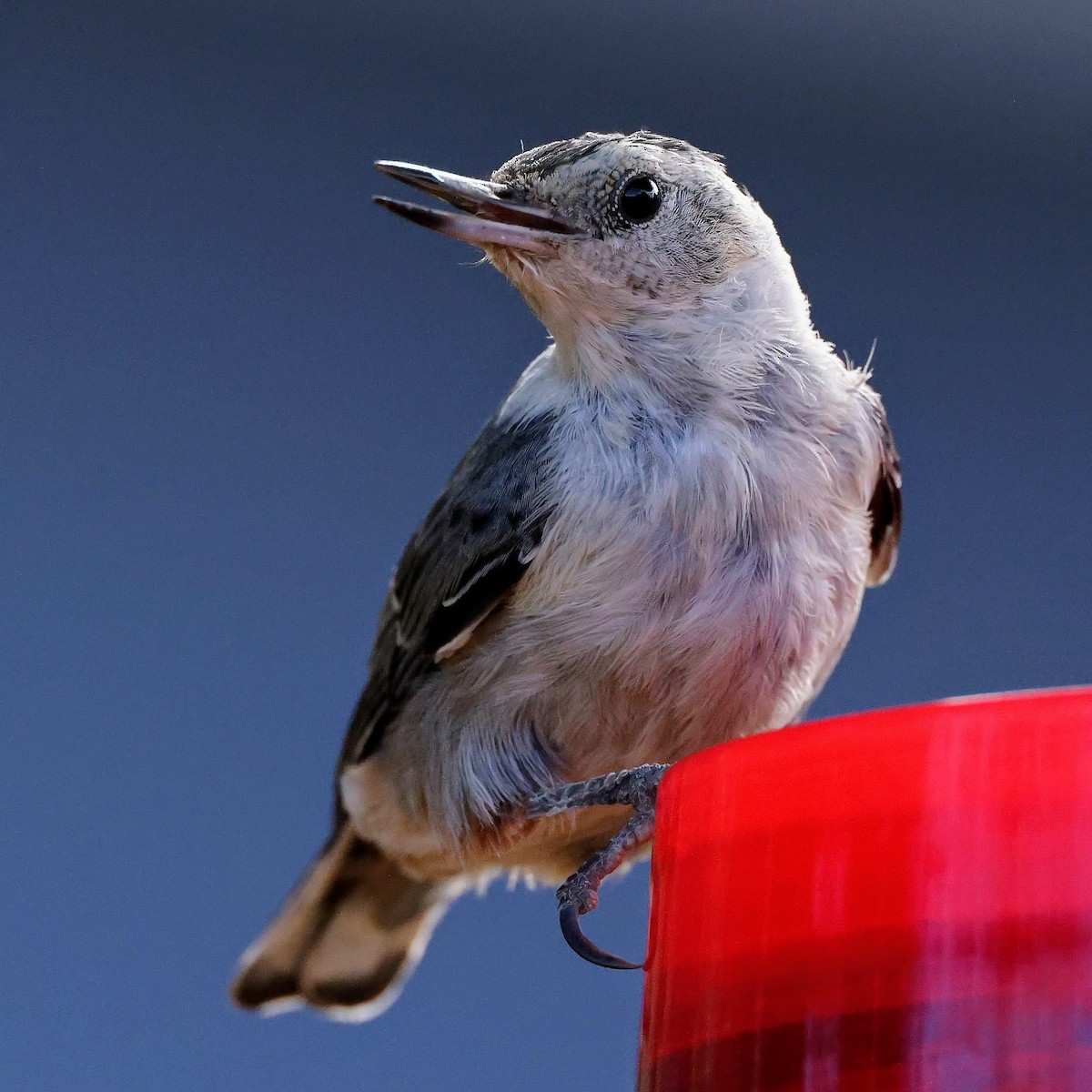 White-breasted Nuthatch - ML366945331