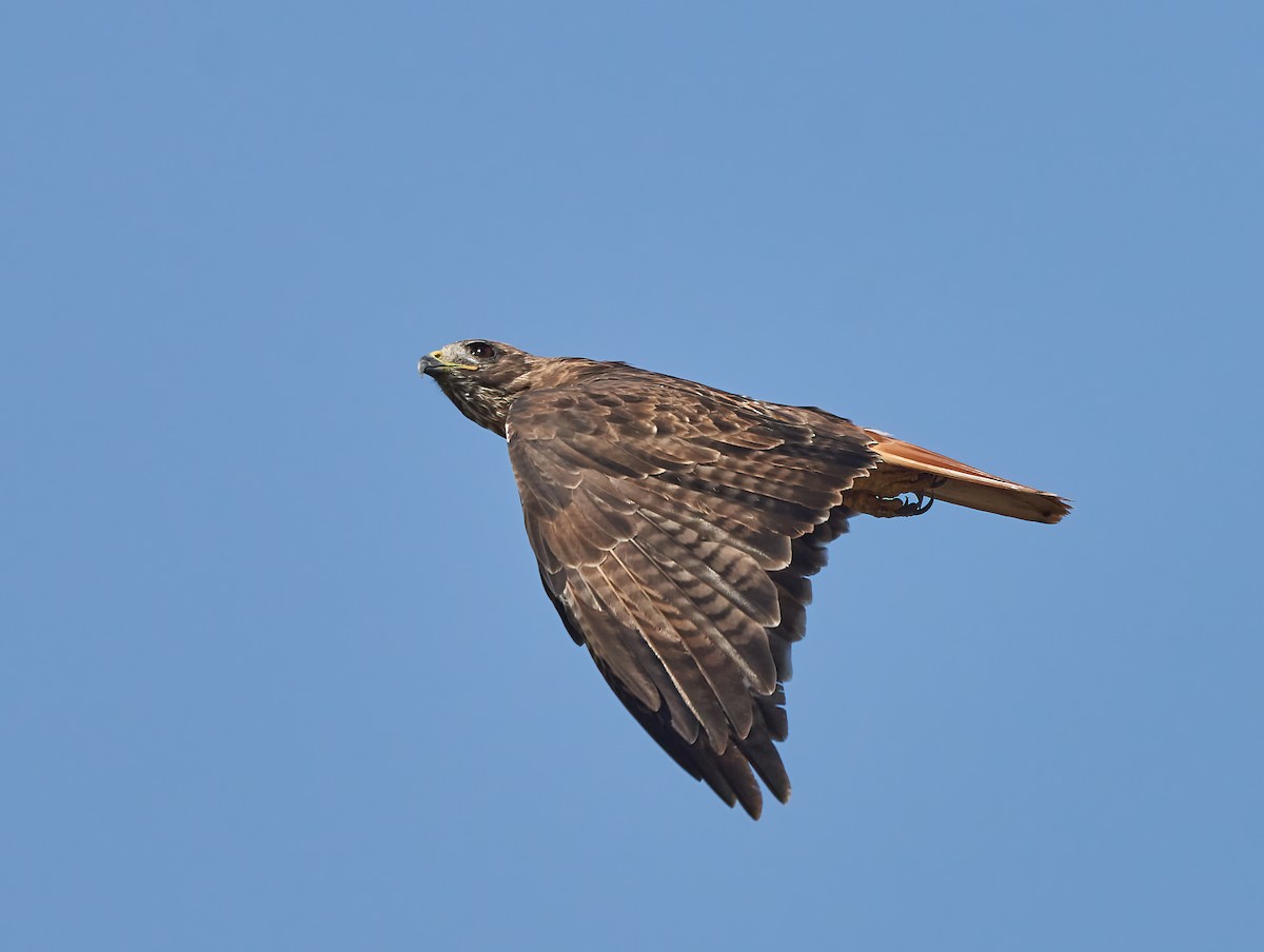 Red-tailed Hawk - ML366945731