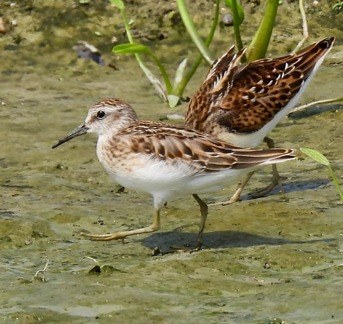 Least Sandpiper - ML366945971